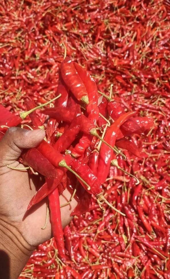 Stemless Red Chilli